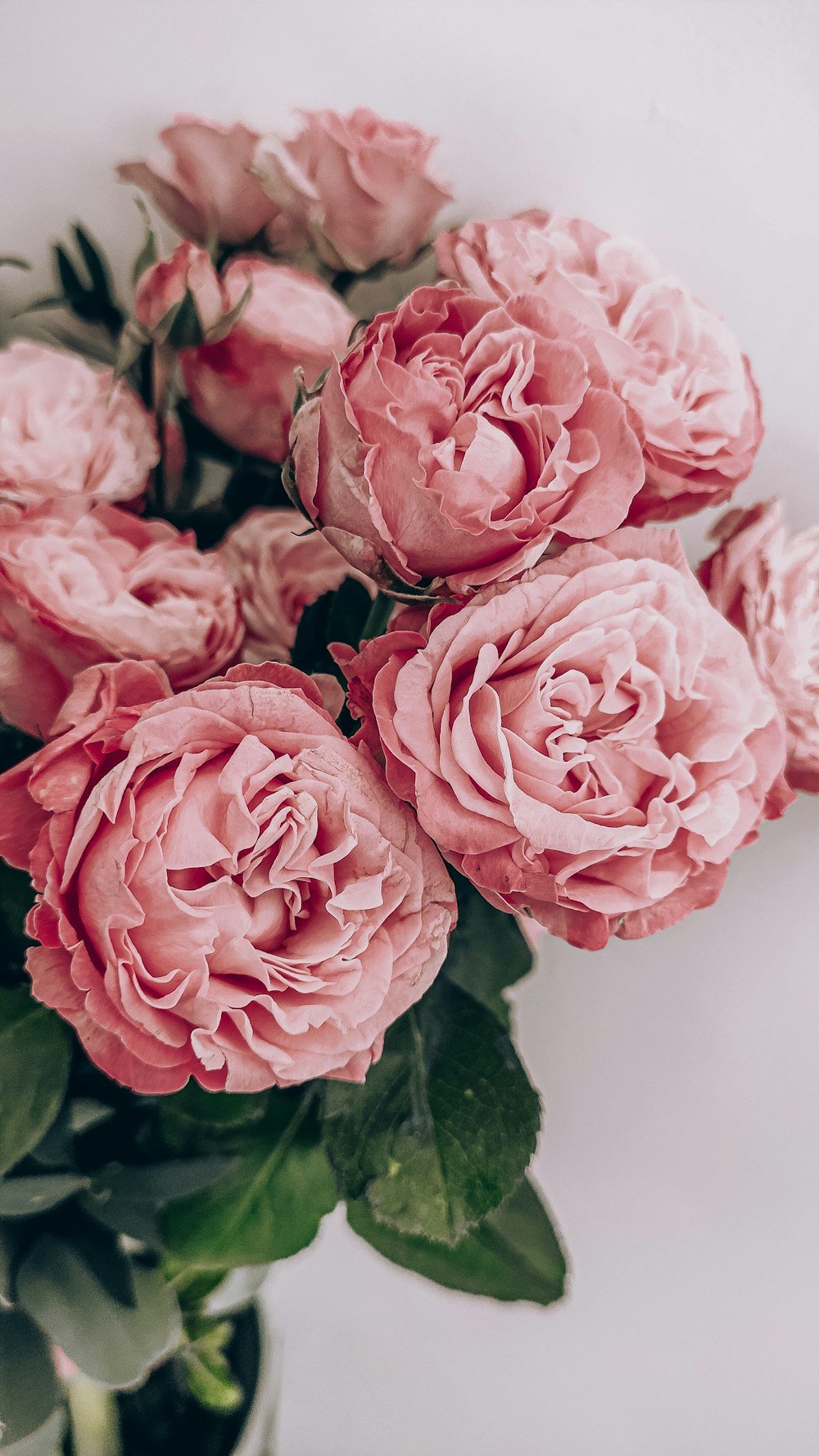 Opulent Red Rose & Chocolate